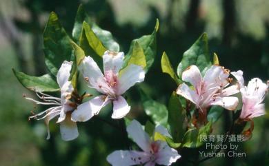 Rhododendron mariesii Hemsl. & E.H.Wilson 守城滿山紅