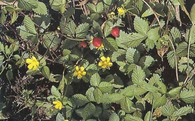 Duchesnea indica 蛇莓