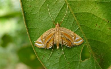 Eoophyla gibbosalis Guenée, 1854 圓斑水螟