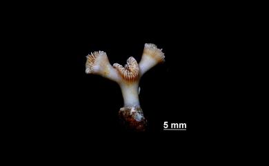 Cyathelia axillaris (Ellis & Solander, 1786) 腋生叢杯珊瑚