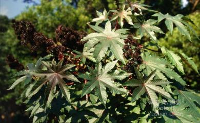 Ricinus communis 蓖麻