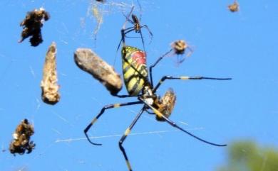 Trichonephila clavata (L. Koch, 1878) 橫帶人面蜘蛛