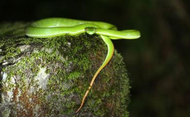 Trimeresurus stejnegeri Schmidt, 1925 赤尾青竹絲