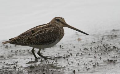 Gallinago gallinago (Linnaeus, 1758) 田鷸