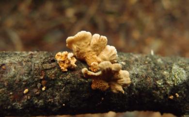 Panellus stipticus (Bull.: Fr.) Karst., 1879 鱗皮扇菇