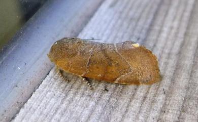 Cosmia unicolor (Staudinger, 1892) 一色兜夜蛾