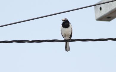 Motacilla grandis Sharpe, 1885 日本鶺鴒