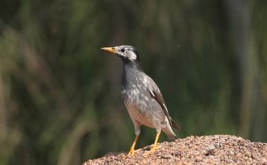 Spodiopsar cineraceus (Temminck, 1835) 灰椋鳥