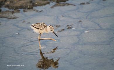 Himantopus himantopus (Linnaeus, 1758) 高蹺鴴