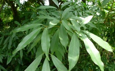 Machilus zuihoensis Hayata 香楠