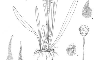 Lepisorus thunbergianus 瓦葦