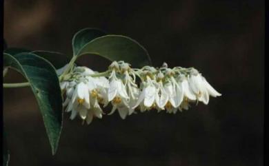 Deutzia pulchra S.Vidal 大葉溲疏