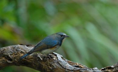 Tarsiger cyanurus cyanurus (Pallas, 1773) 藍尾鴝