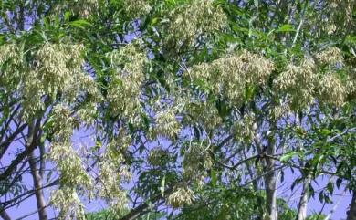 Fraxinus griffithii 白雞油