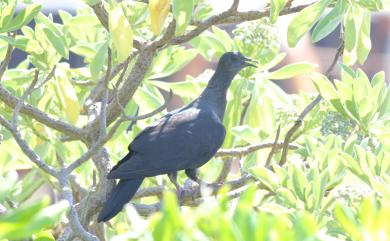 Columba janthina Temminck, 1830 黑林鴿