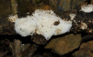 Echinoporia hydnophora (Berk. & Broome) Ryvarden 齒狀刺孔菌