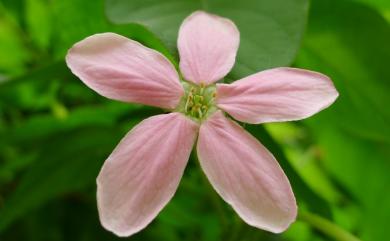 Combretum indicum (L.) DeFilipps 使君子