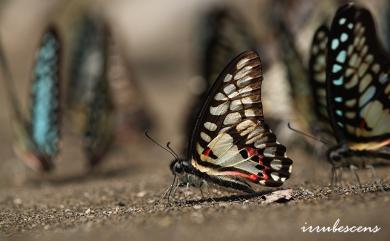 Graphium doson postianus 木蘭青鳳蝶