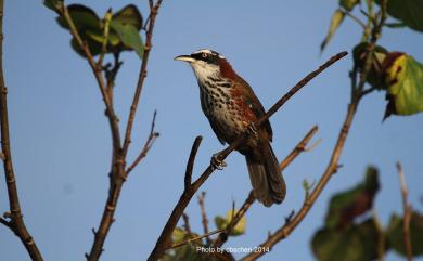 Pomatorhinus musicus Swinhoe, 1859 小彎嘴