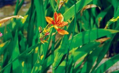 Iris domestica (L.) Goldblatt & Mabb. 射干