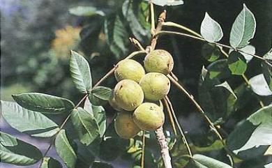 Juglans cathayensis 野核桃