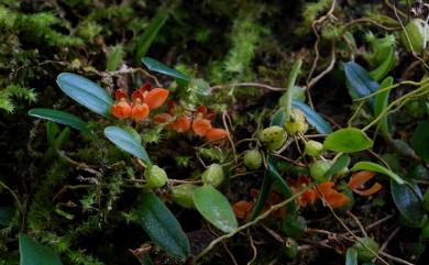 Bulbophyllum brevipedunculatum 短梗豆蘭