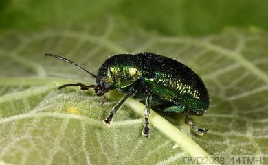 Abirus fortuneii (Baly, 1861) 桑皺翅猿金花蟲