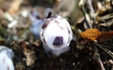 Cheilotheca humilis (D.Don) H.Keng 水晶蘭