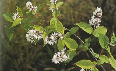 Deutzia taiwanensis 臺灣溲疏