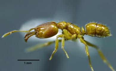 Anochetus subcoecus Forel, 1912 甲仙顎針蟻