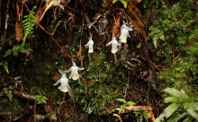 Cheilotheca macrocarpa (Andres) Y.L.Chou 阿里山水晶蘭