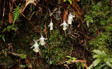 Monotropastrum macrocarpum 阿里山水晶蘭