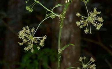 Smilax riparia A.DC. 大武牛尾菜