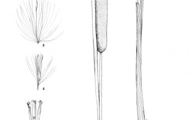 Typha orientalis C.Presl 香蒲