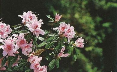 Rhododendron breviperulatum Hayata 南澳杜鵑