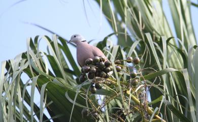 Streptopelia tranquebarica humilis 紅鳩