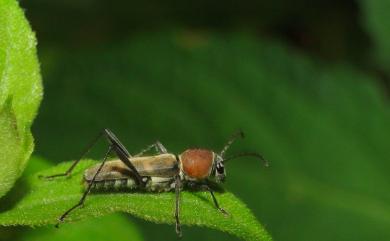 Xylotrechus rufonotatus Gressitt, 1936 紅紋虎天牛