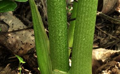 Tacca leontopetaloides (L.) Kuntze 蒟蒻薯