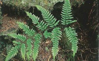 Pteris terminalis var. fauriei (Christ) Ebihara & Nakato 溪鳳尾蕨