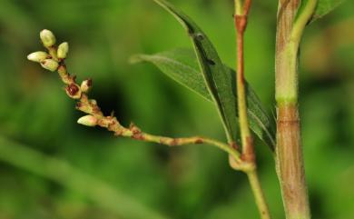 Persicaria pulchra (Blume) Soják 絨毛蓼