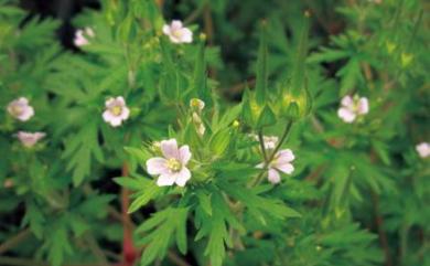 Geranium nepalense subsp. thunbergii 牻牛兒苗