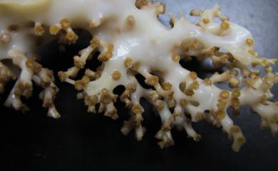 Madrepora minutiseptum Cairns & Zibrowius, 1997 小葉多目珊瑚