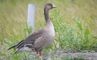 Anser albifrons frontalis (Baird , 1858) 白額雁