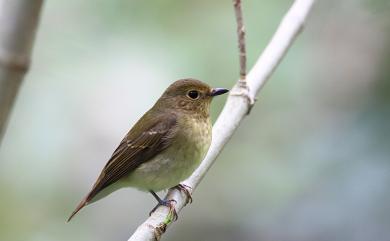 Ficedula narcissina narcissina (Temminck, 1836) 黃眉黃鶲(黑背亞種)