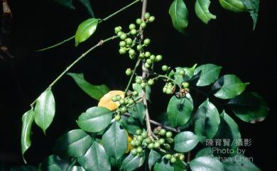 Zanthoxylum scandens Blume 藤花椒