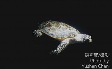 Eretmochelys imbricata Conant, 1991 玳瑁