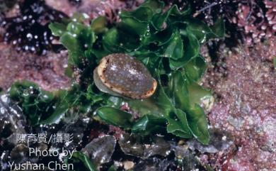 Cypraea labrolineata Gaskoin, 1849 梨皮寶螺