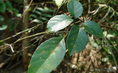 Cayratia corniculata (Benth.) Gagnep. 角花烏斂莓