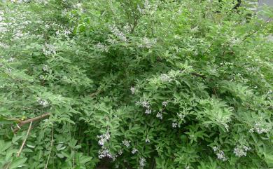 Vitex trifolia L. 三葉埔姜