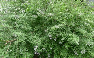 Vitex trifolia 三葉蔓荊